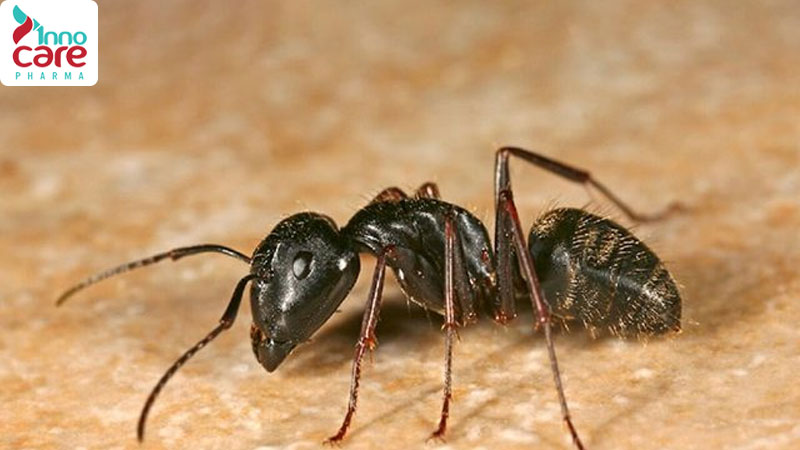 Kiến đen có cắn không? 1 Bị kiến đen cắn: Cách xử lý đúng và hiệu quả nhanh nhất