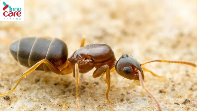 Kiến hôi có độc không? Cách diệt và đuổi kiến hôi ra khỏi nhà hiệu quả