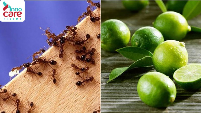 Kiến hôi có độc không? Cách diệt và đuổi kiến hôi ra khỏi nhà hiệu quả