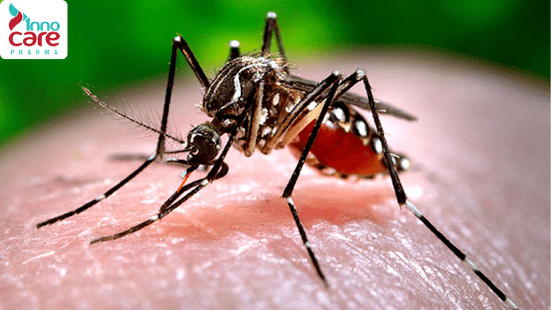 Muỗi nào đốt gây sốt xuất huyết? 1 Dấu hiệu nhận biết muỗi đốt sốt xuất huyết và cách xử lý