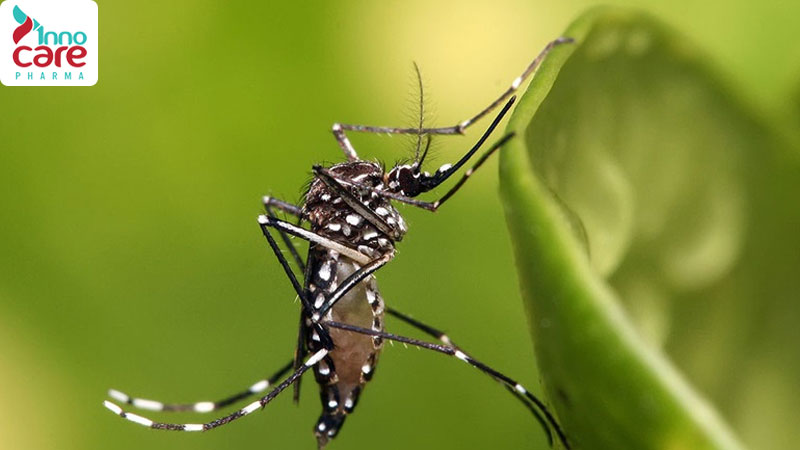 Bị muỗi vằn đốt có sao không? Cách phòng và xử lý hiệu quả