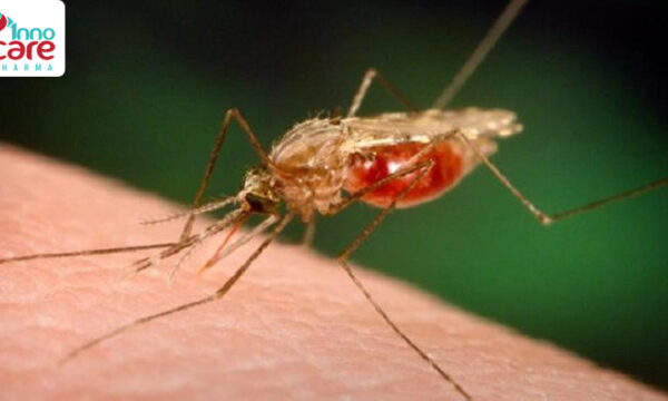 Cách phân biệt muỗi thường, muỗi vằn và muỗi anophen