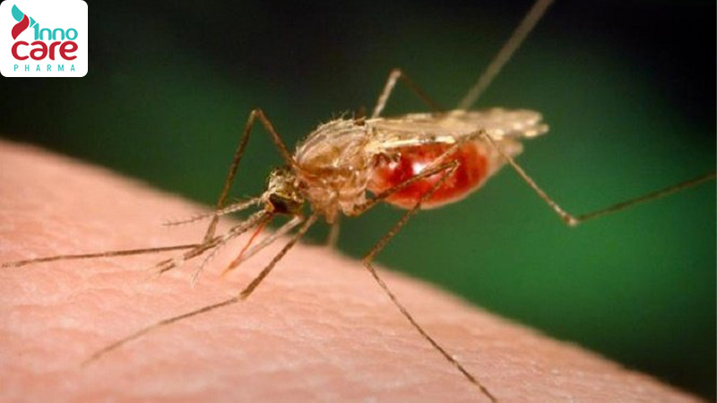 Cách phân biệt muỗi thường, muỗi vằn và muỗi anophen