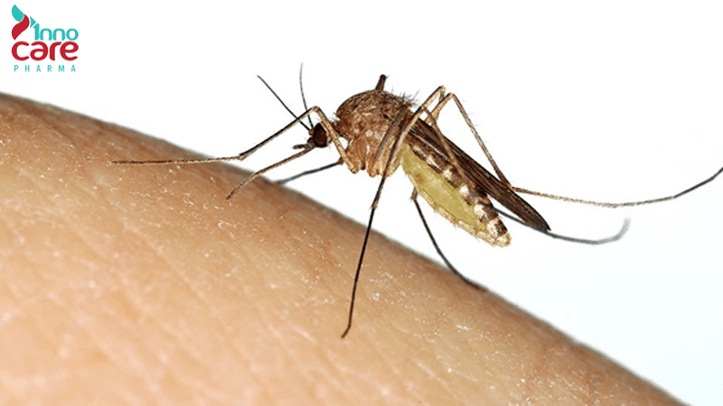 Cách phân biệt muỗi thường, muỗi vằn và muỗi anophen