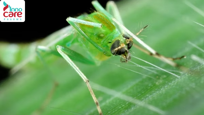 Tên và đặc điểm các loại muỗi phổ biến ở Việt Nam hiện nay