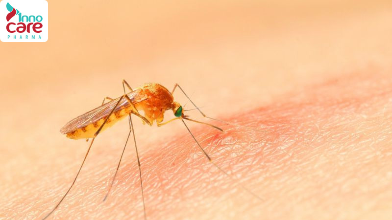 Tên và đặc điểm các loại muỗi phổ biến ở Việt Nam hiện nay