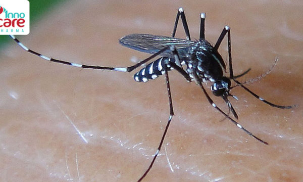 Tên và đặc điểm các loại muỗi phổ biến ở Việt Nam hiện nay