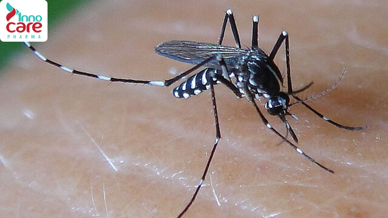 Cách phân biệt muỗi thường, muỗi vằn và muỗi anophen