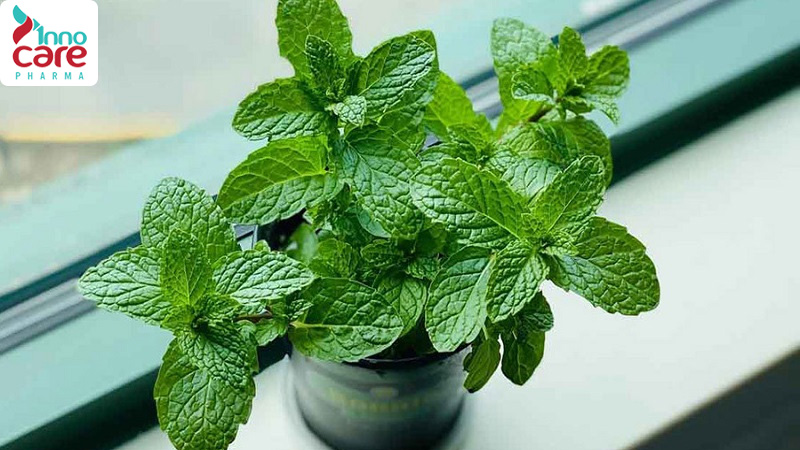 Cách hết ngứa khi bị muỗi đốt nhanh và hiệu quả nhất