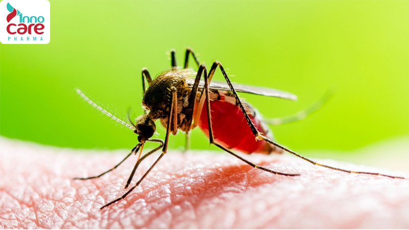 Khi bị muỗi đốt bôi gì cho hết đỏ?