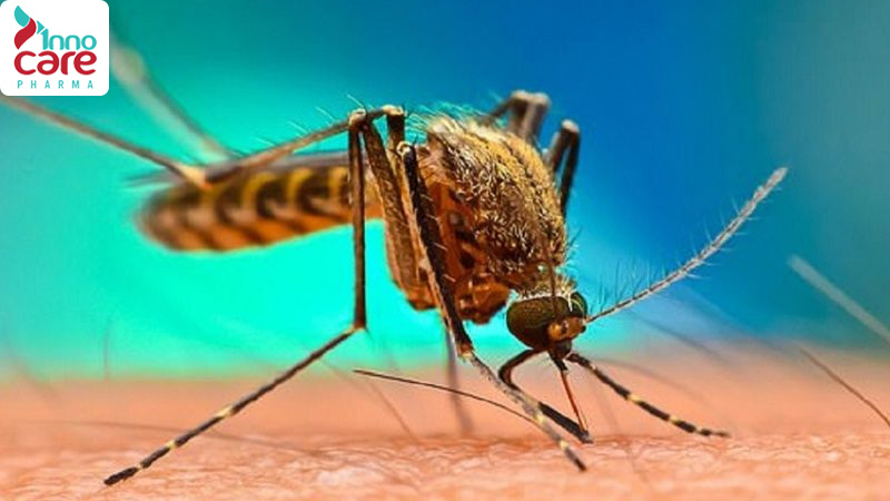 Tại sao muỗi đốt lại ngứa? Giải thích chi tiết và chuẩn xác nhất